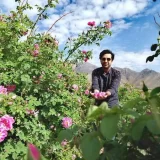 دانلود آهنگ محمد معتمدی به نام  مثل سیاوش تنها